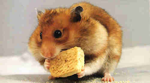 Hamster